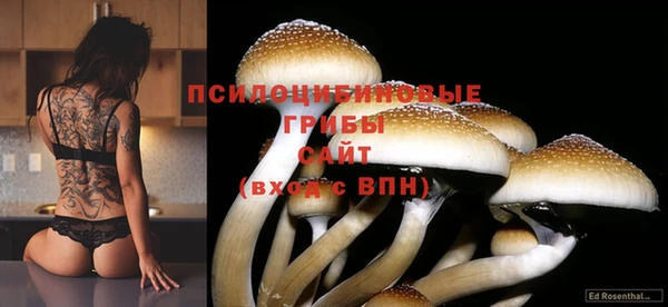 мдпв Гусев